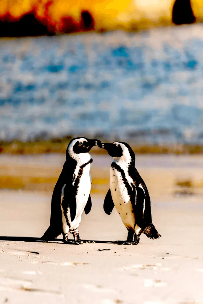 penguin pebblibg